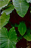 MEGHALAYA: Leaves - Diego Alonso - 1997